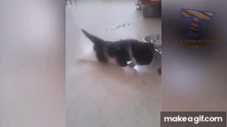 This is why the term Scaredy Cats exists.  Funny cat compilation, Cat gif,  Funny cat videos