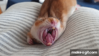 yawning animals gif