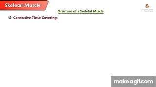 Structure of a Skeletal Muscle - Muscle Physiology Animations || USMLE ...