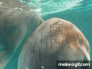 pollyfan suck 26 chan o58  gif Walrus sucks own dick on Make a GIF