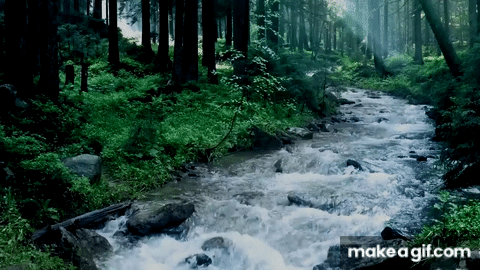 forest water gif