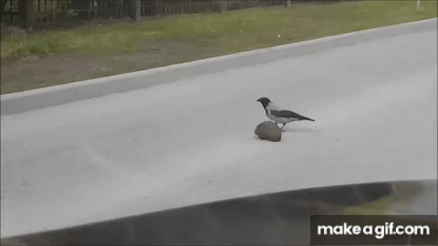 Crow Helps Hedgehog to Cross the Street || ViralHog