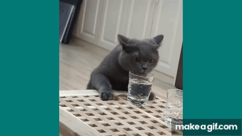 Funny Cats Video Compilation