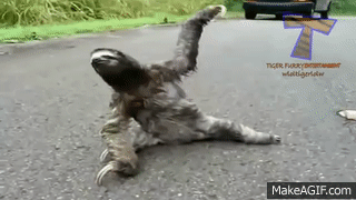Funny and cute sloth videos compilation on Make a GIF