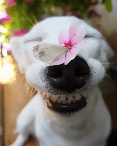 dog photography idea something on nose