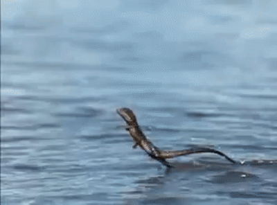 Basilisk lizard runs on water, Rate My Science