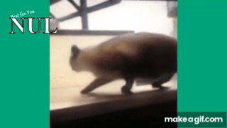 Essayez De Ne Pas Rire Special Chat On Make A Gif