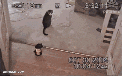 10 Funny gifs with cats