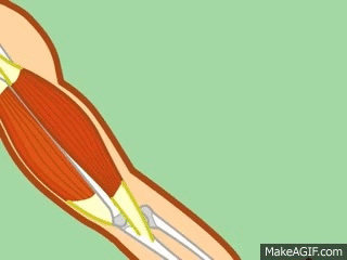 Muscular System on Make a GIF