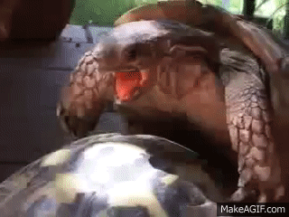 Turtle Porn - Turtle Porn on Make a GIF