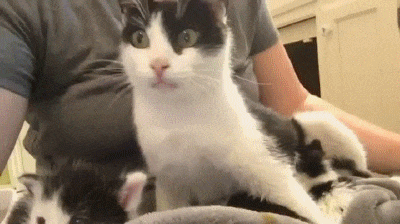 This Is My Life Now Funny Cat Gifs On Make A Gif