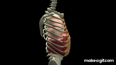 Breathing Mechanism Animation on Make a GIF