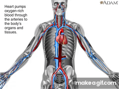 How Blood Flows Through The Body Animation Circulatory System Video How Blood Flows Through The Body Animation Circulatory System Video