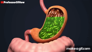 How Digestive System Works 3D Animation On Make A GIF