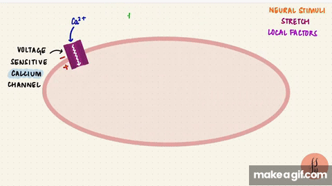 Smooth Muscle Contraction | Excitation Contraction Coupling | Nerve ...