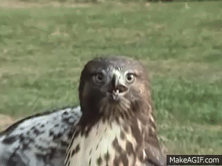 Red Tail Hawk Catches a Squirrel on Make a GIF