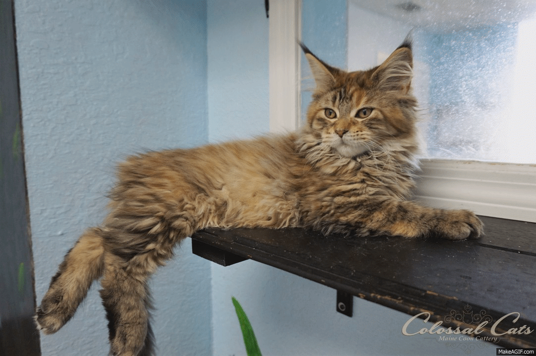 Maine Coon Kitten on Make a GIF