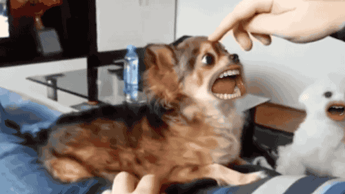 This is Morpheus - funny dog. GIF — Steemit