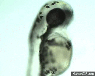 Zebrafish Heartbeat on Make a GIF