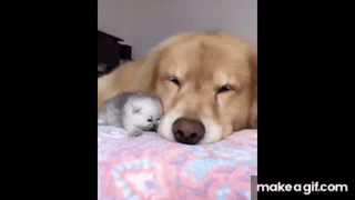 Animals SOO Cute! Cute baby animals Videos Compilation cutest