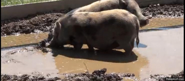 Image result for make gifs motion images of pigs in mud sun bathing
