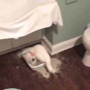 That's Useful on Make a GIF