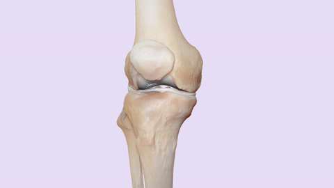 Ligaments and Screw-Home Mechanism of the knee joint on Make a GIF