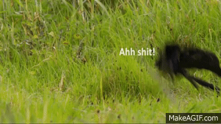 Spiders. They're everywhere. on Make a GIF
