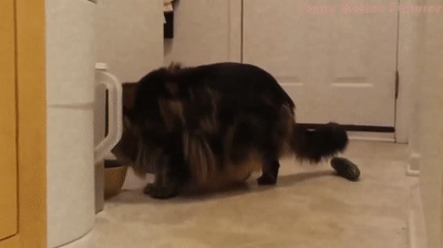 This is why the term Scaredy Cats exists.  Funny cat compilation, Cat gif,  Funny cat videos