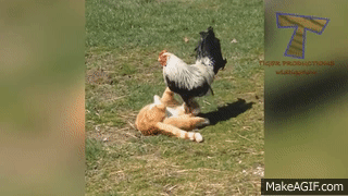 Funny FARM ANIMALS will make you LAUGH EXTREMELY HARD - Funny ANIMAL  compilation on Make a GIF