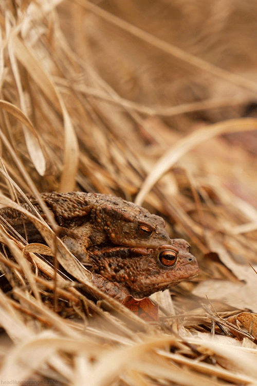 European Toads on Make a GIF