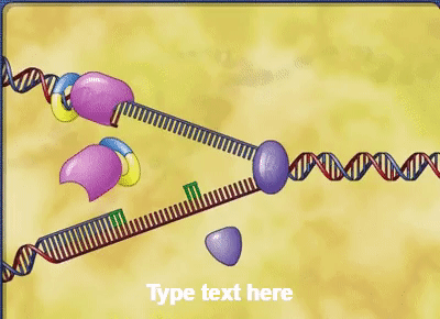 DNA REPLICATION on Make a GIF