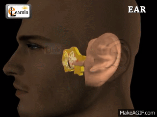 Ear Anatomy | Inside the ear | 3D Human Ear animation video | Biology |  Elearnin on Make a GIF