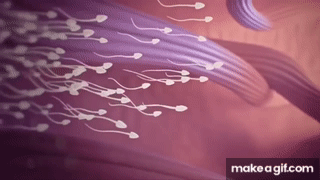 espermatozoides on Make a GIF