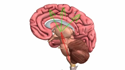 Basic Parts Of The Brain Part 1 3d Anatomy Tutorial On Make A Gif Basic Parts Of The Brain Part 1 3d Anatomy Tutorial On Make A Gif