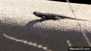 Why lizards do push ups