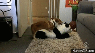 Resultado de imagen para corgi humps