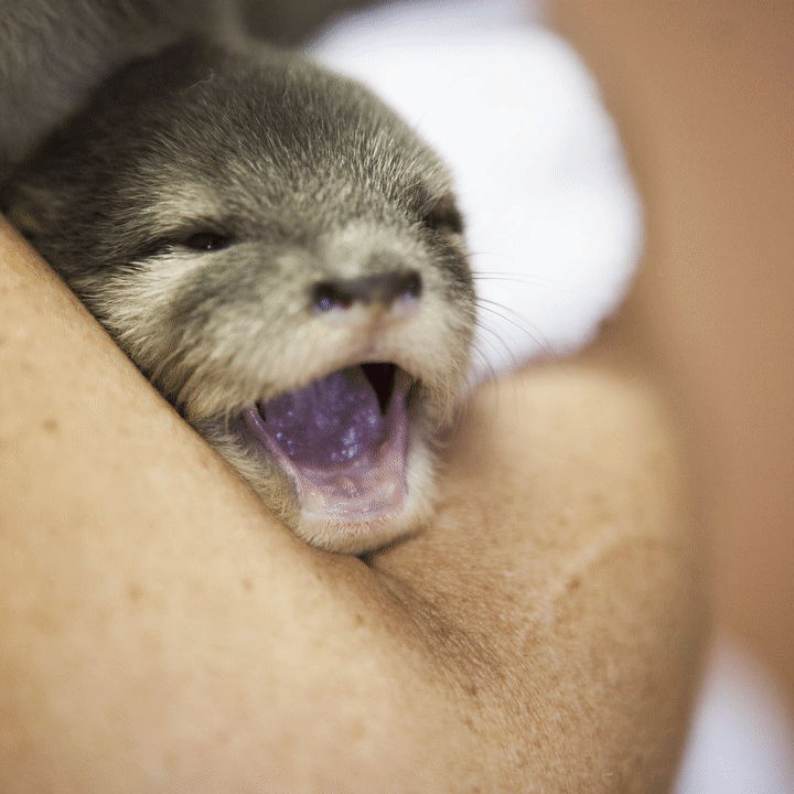 baby yawn gif