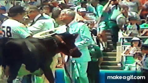 Holy Cow Gift Knocks Phil Rizzuto Over! Yankee Stadium on Make a GIF