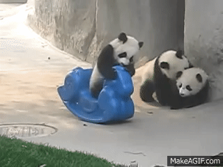 cute baby panda playing