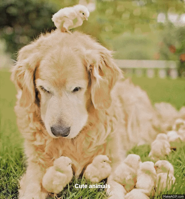 Cute Animal On Make A GIF