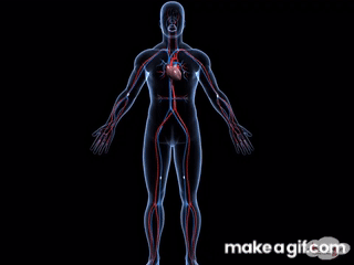 Circulatory System Gif 8 Incredible GIFs That Explore The Human Body Circulatory System Gif 8 Incredible GIFs That Explore The Human Body