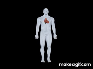 Coração Batendo - Atlas do Corpo Humano on Make a GIF