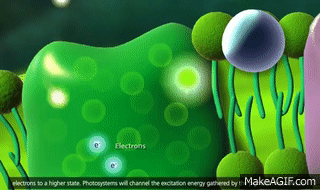 Photosynthesis Light reaction, Calvin cycle, Electron Transport 3D Animation  on Make a GIF