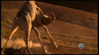 30 CRAZIEST Animal attacks Caught On Camera - Most Amazing Wild Animal Attacks on Make a GIF 30 CRAZIEST Animal attacks Caught On Camera - Most Amazing Wild Animal Attacks on Make a GIF