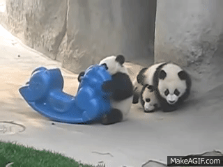 So Cute Baby Panda Playing 1 On Make A Gif