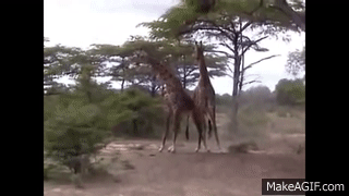giraffe fight gif