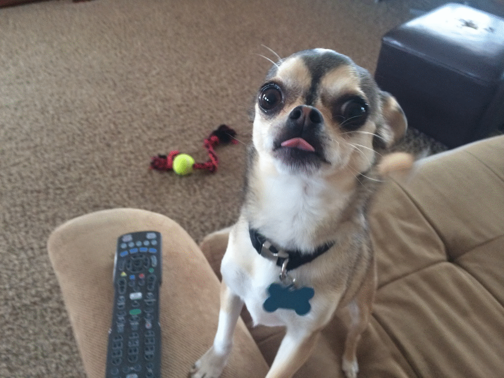 Smokey on Make a GIF