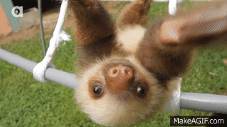 What Does A Sloth Say? on Make a GIF