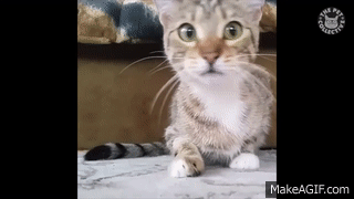 Scaredy Cats Video Compilation 2016 on Make a GIF